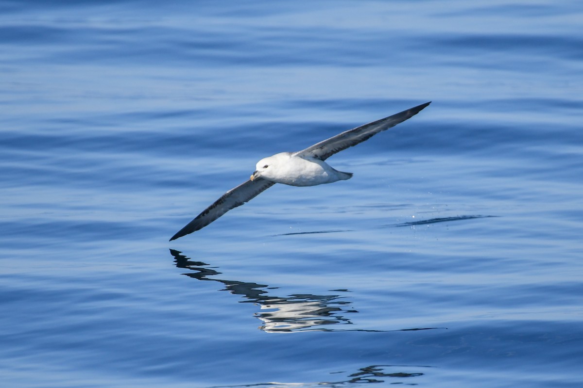 Northern Fulmar - ML643035857