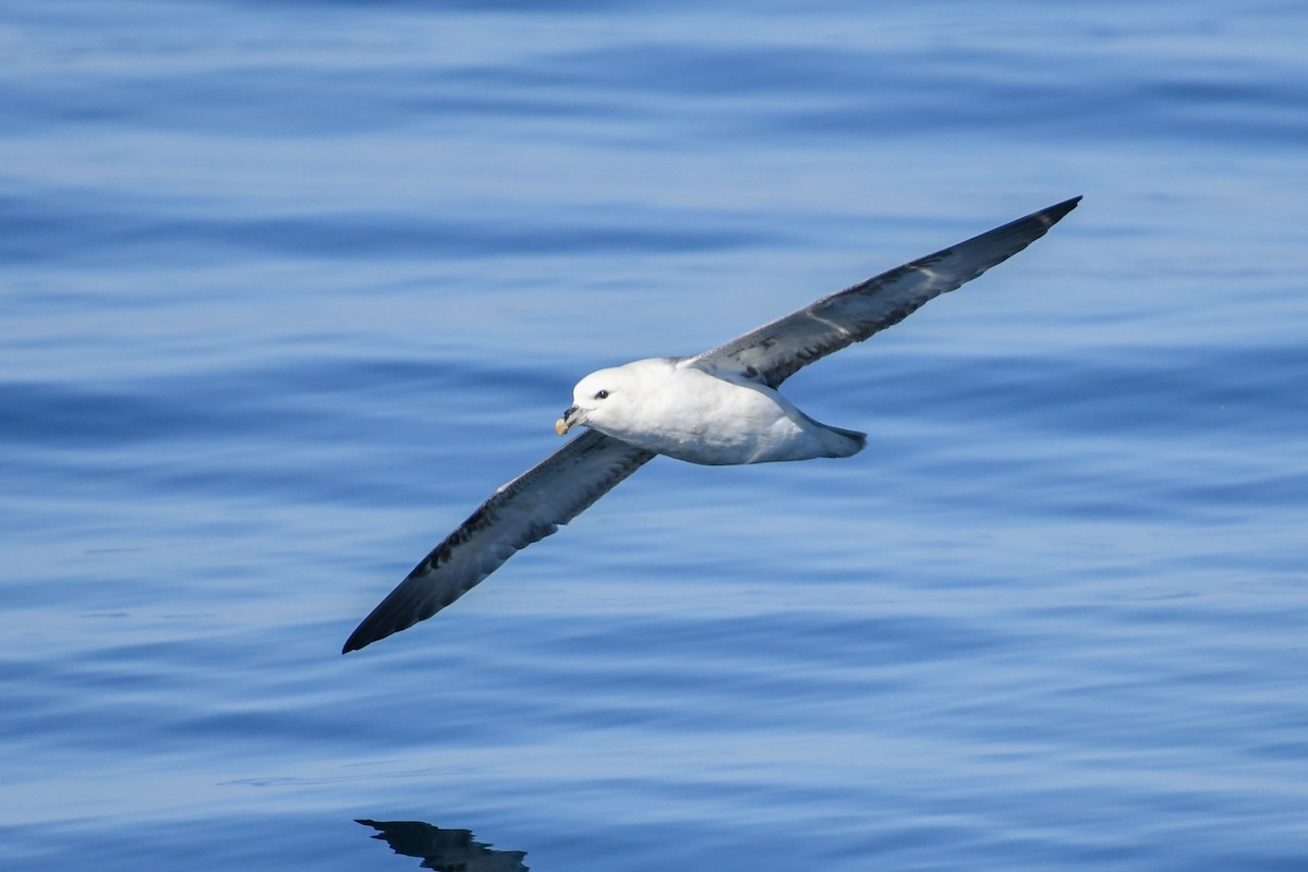 Northern Fulmar - ML643035880