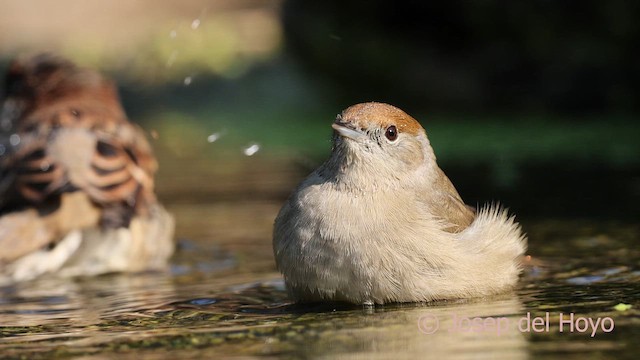 Eurasian Blackcap - ML643035891