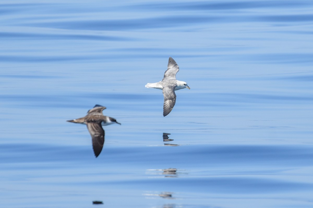 Northern Fulmar - ML643035915