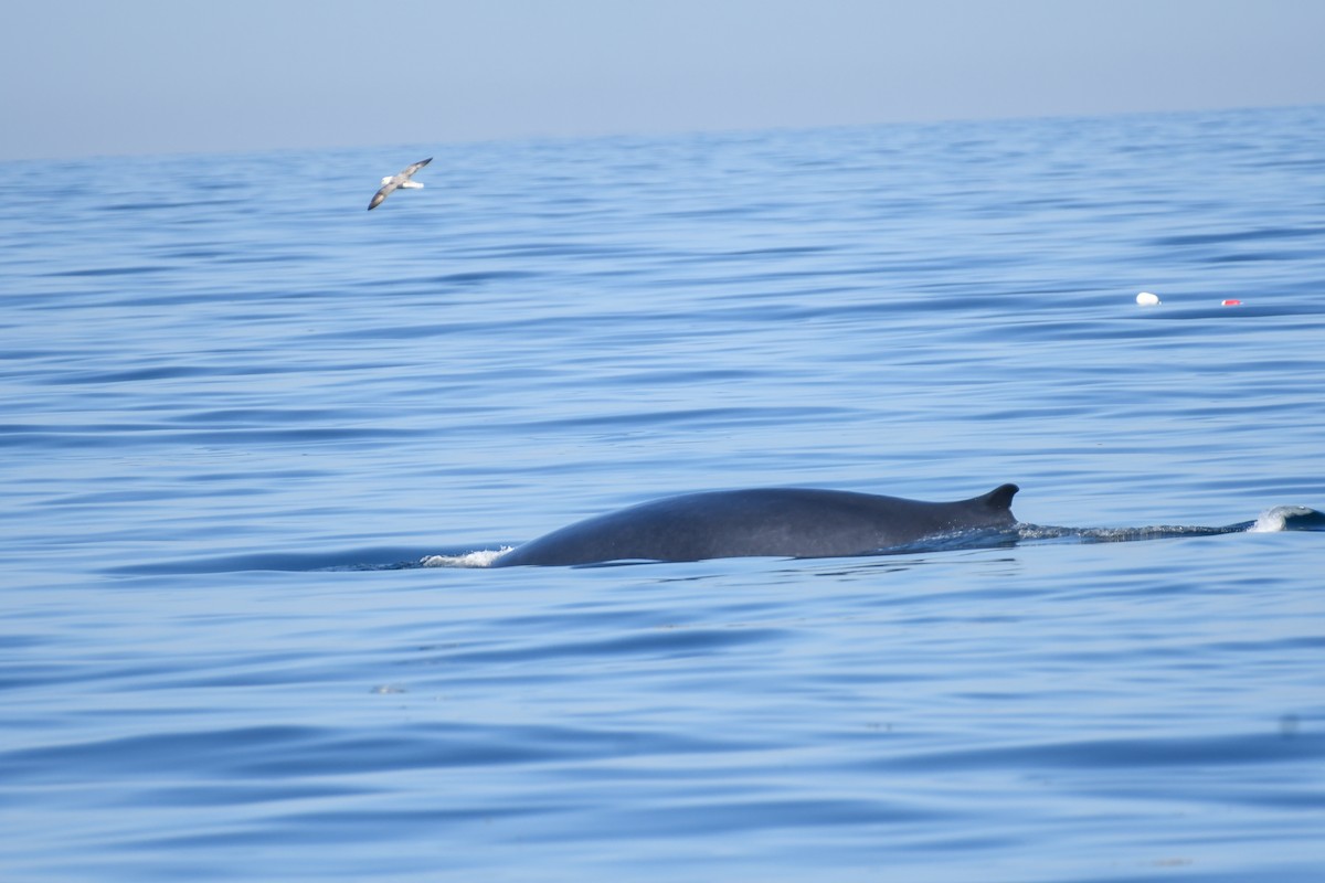 Mammals - ML643035919