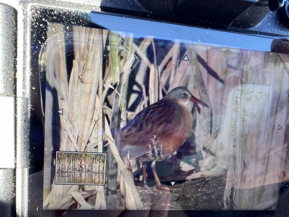 Virginia Rail - ML643035928