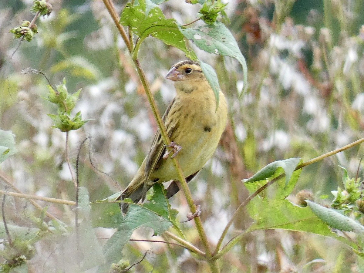 Bobolink - ML643035929