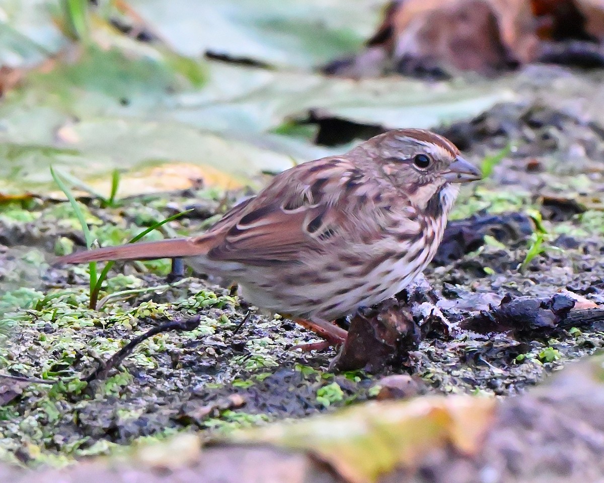 Song Sparrow - ML643035946