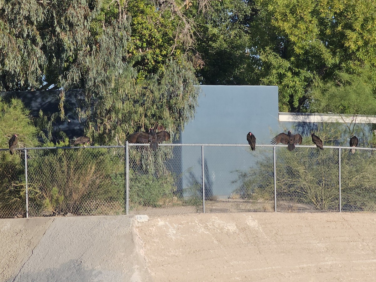 Turkey Vulture - ML643035951