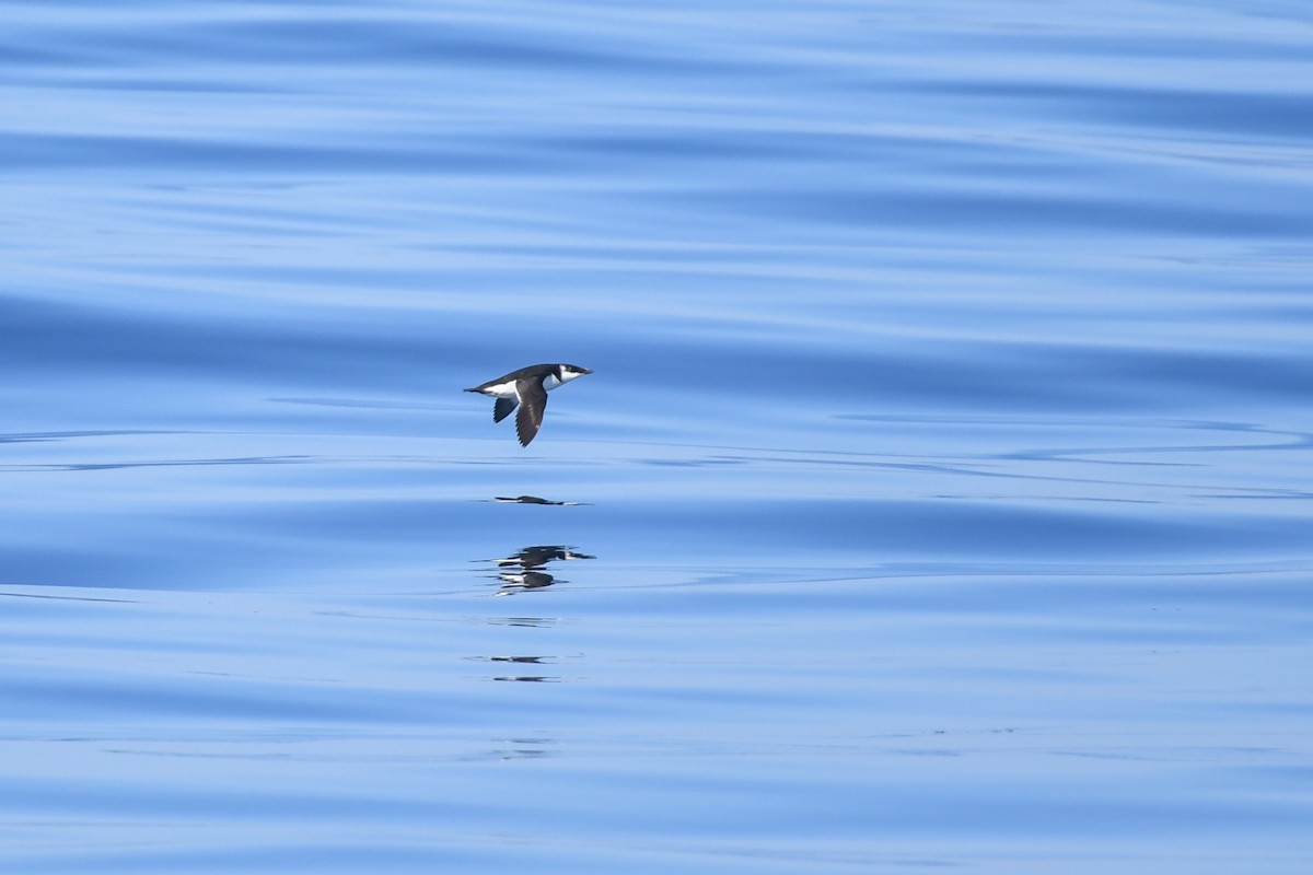 Razorbill - ML643035967