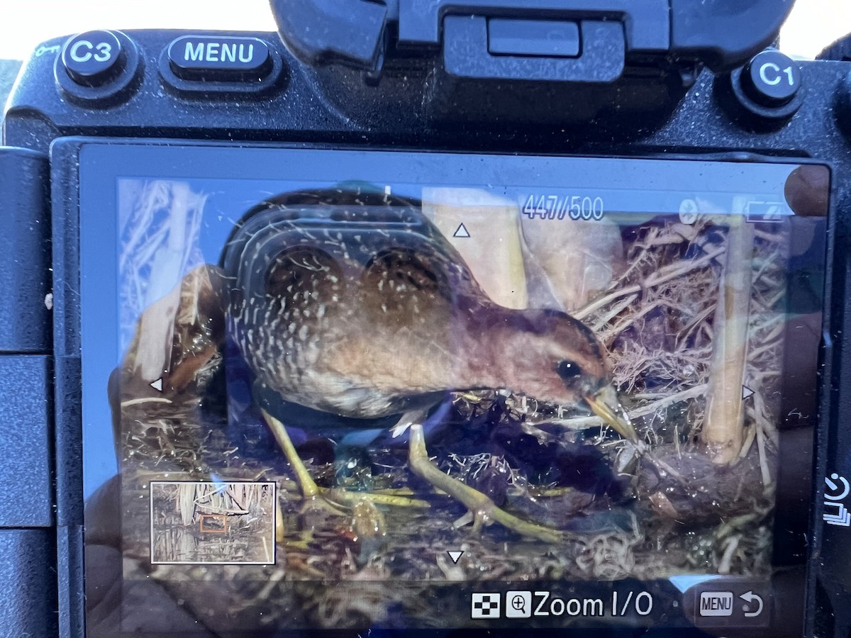 ברודית אמריקנית - ML643035969