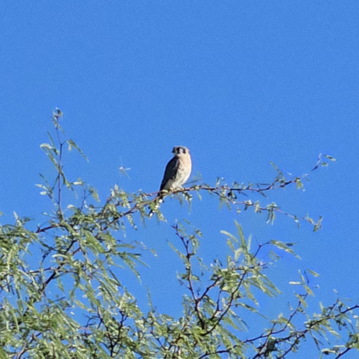 American Kestrel - ML643035985