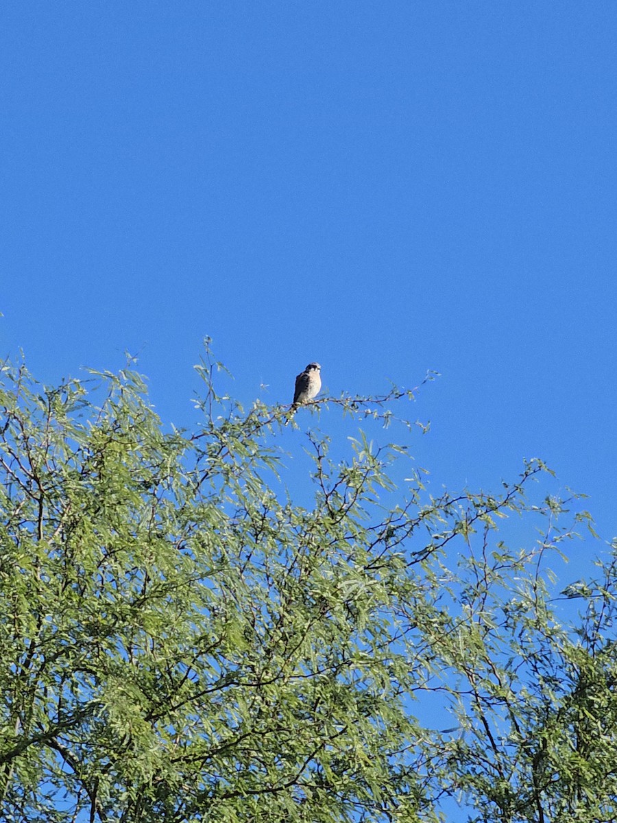 American Kestrel - ML643035986