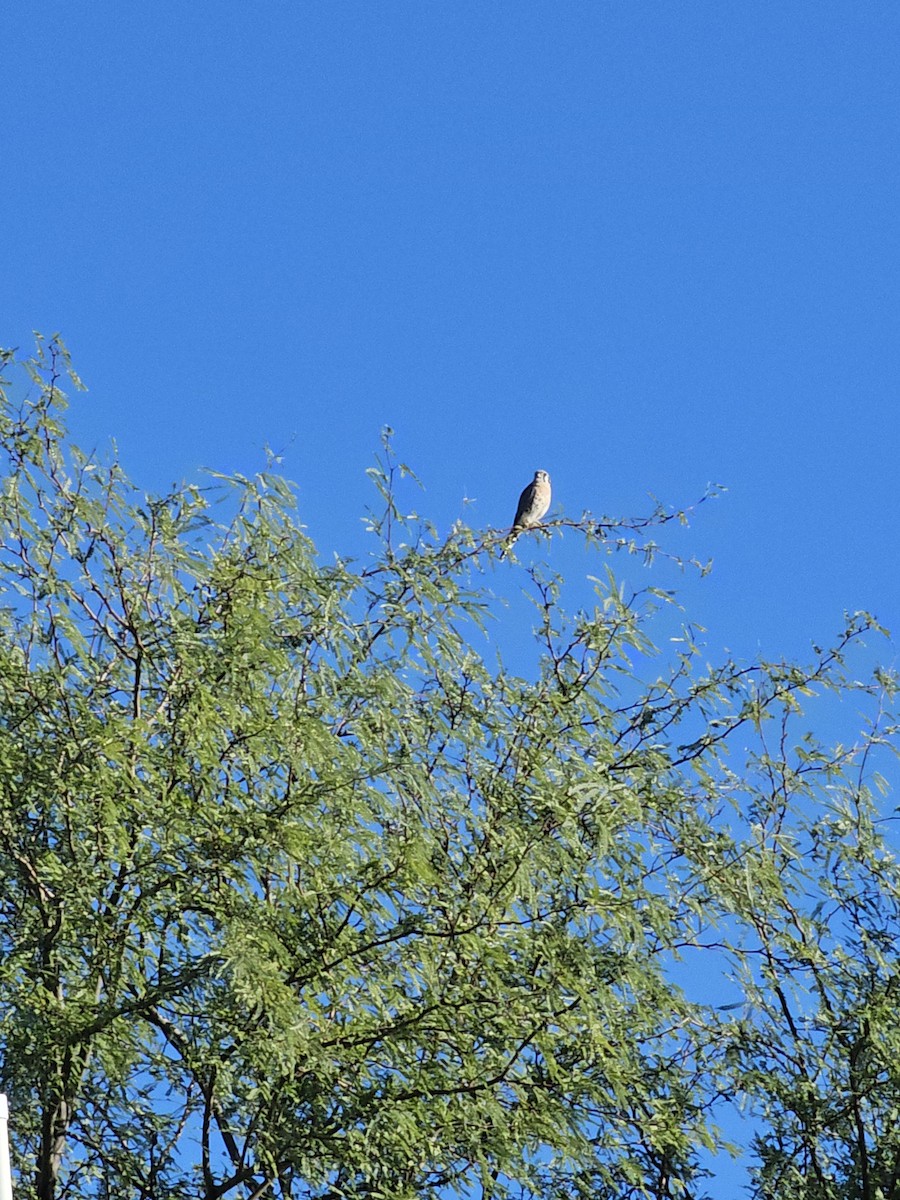 American Kestrel - ML643035987