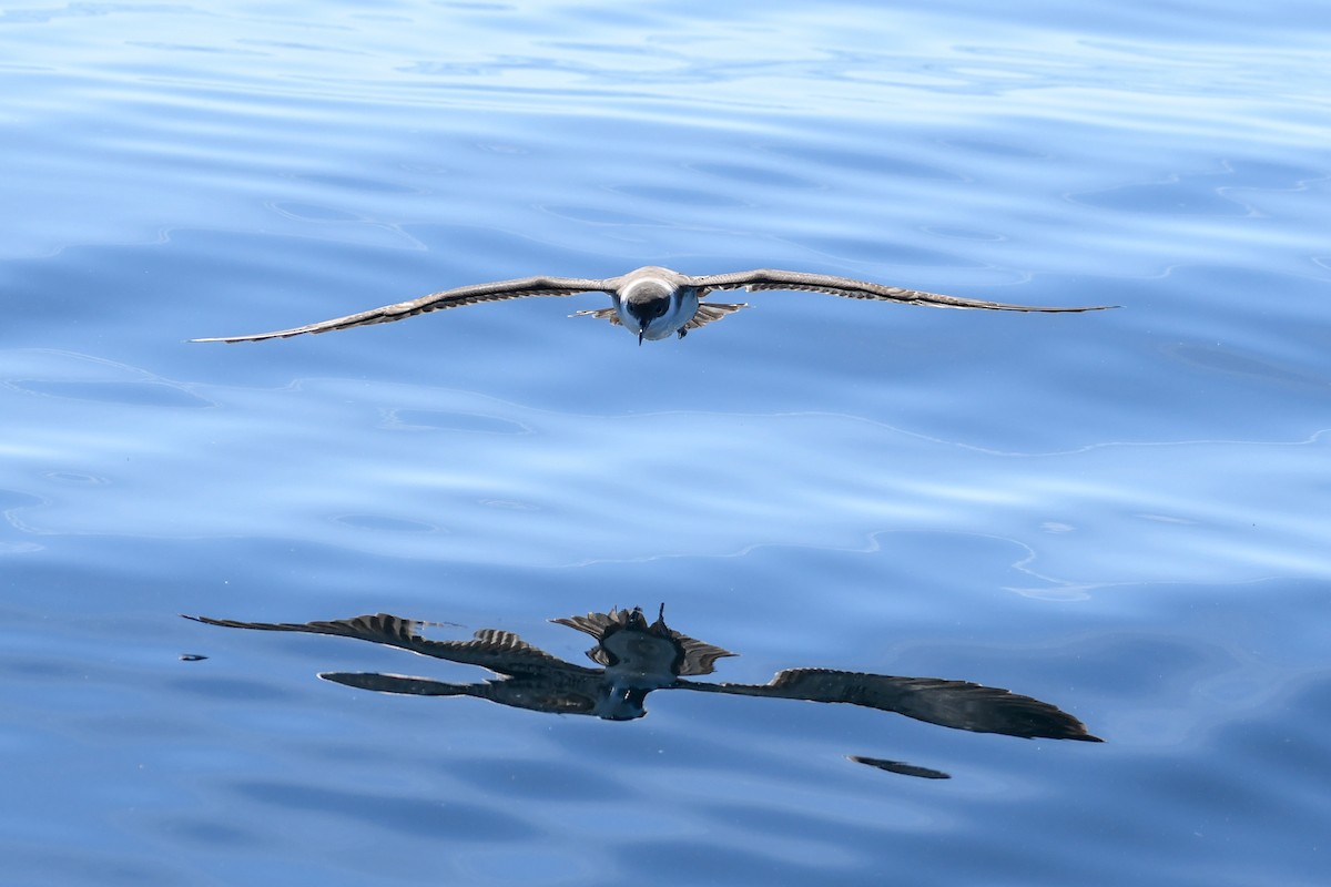 Great Shearwater - ML643035989