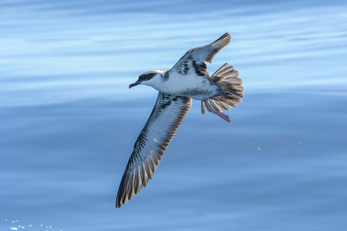 Great Shearwater - ML643035990