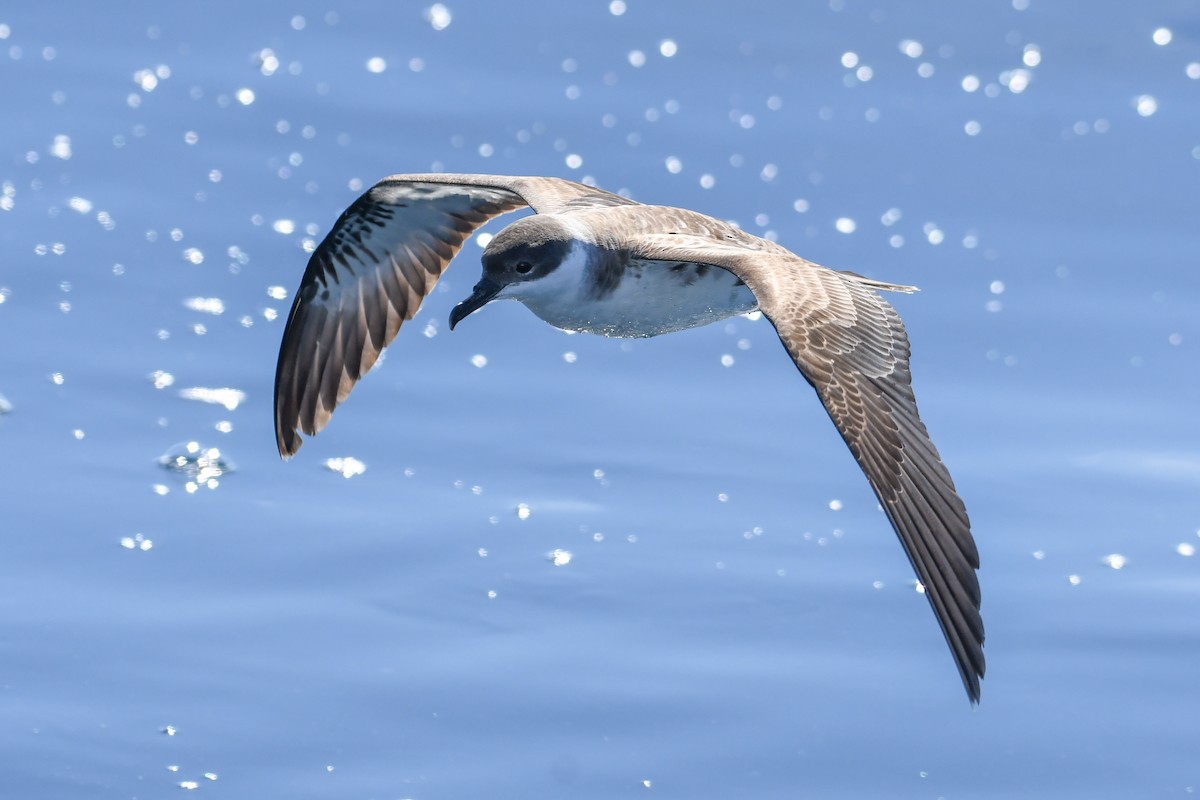 Great Shearwater - ML643035994