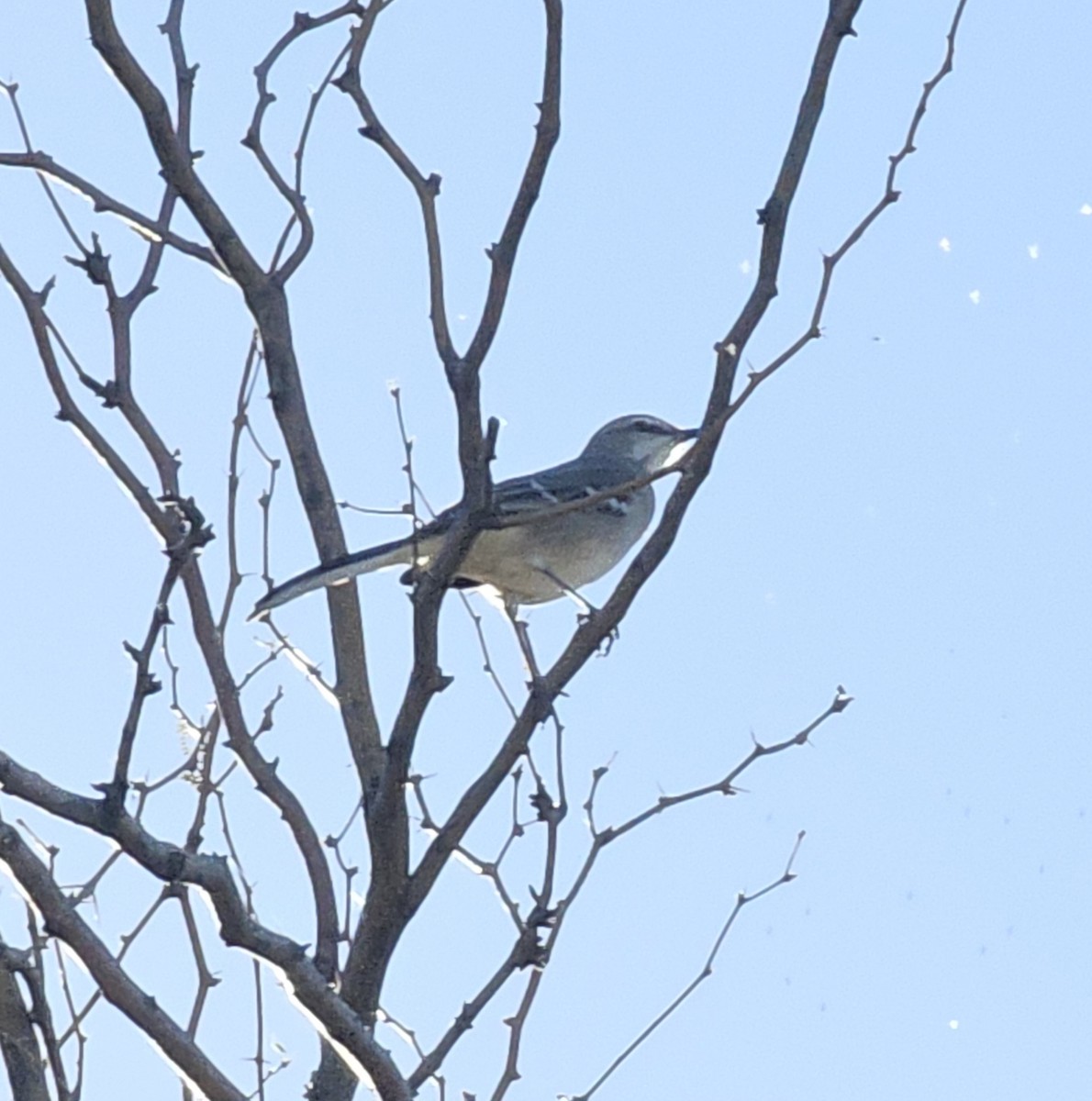 Northern Mockingbird - ML643035998