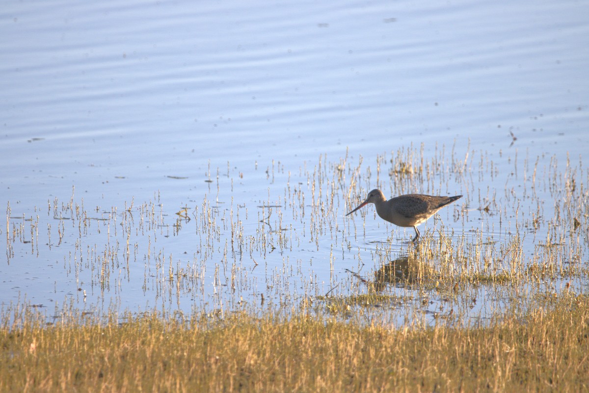 Hudsonian Godwit - ML643036004