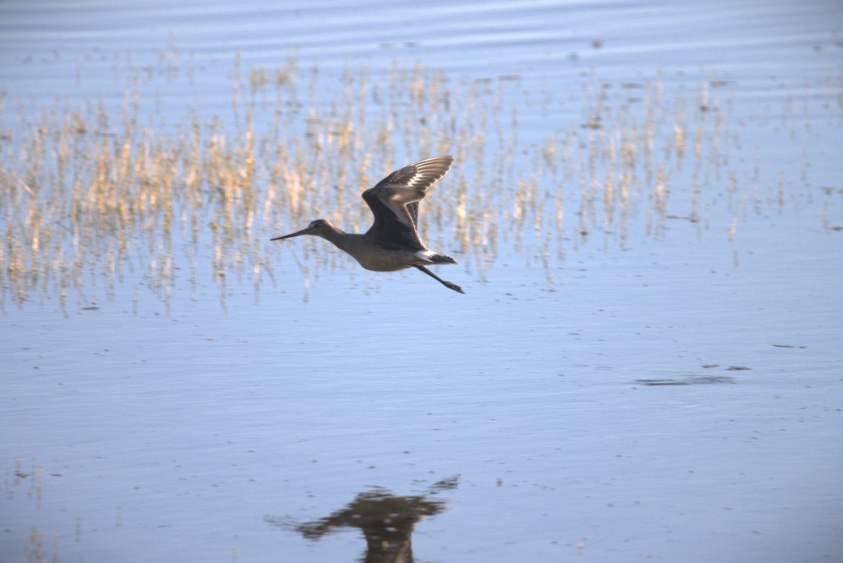 Hudsonian Godwit - ML643036005