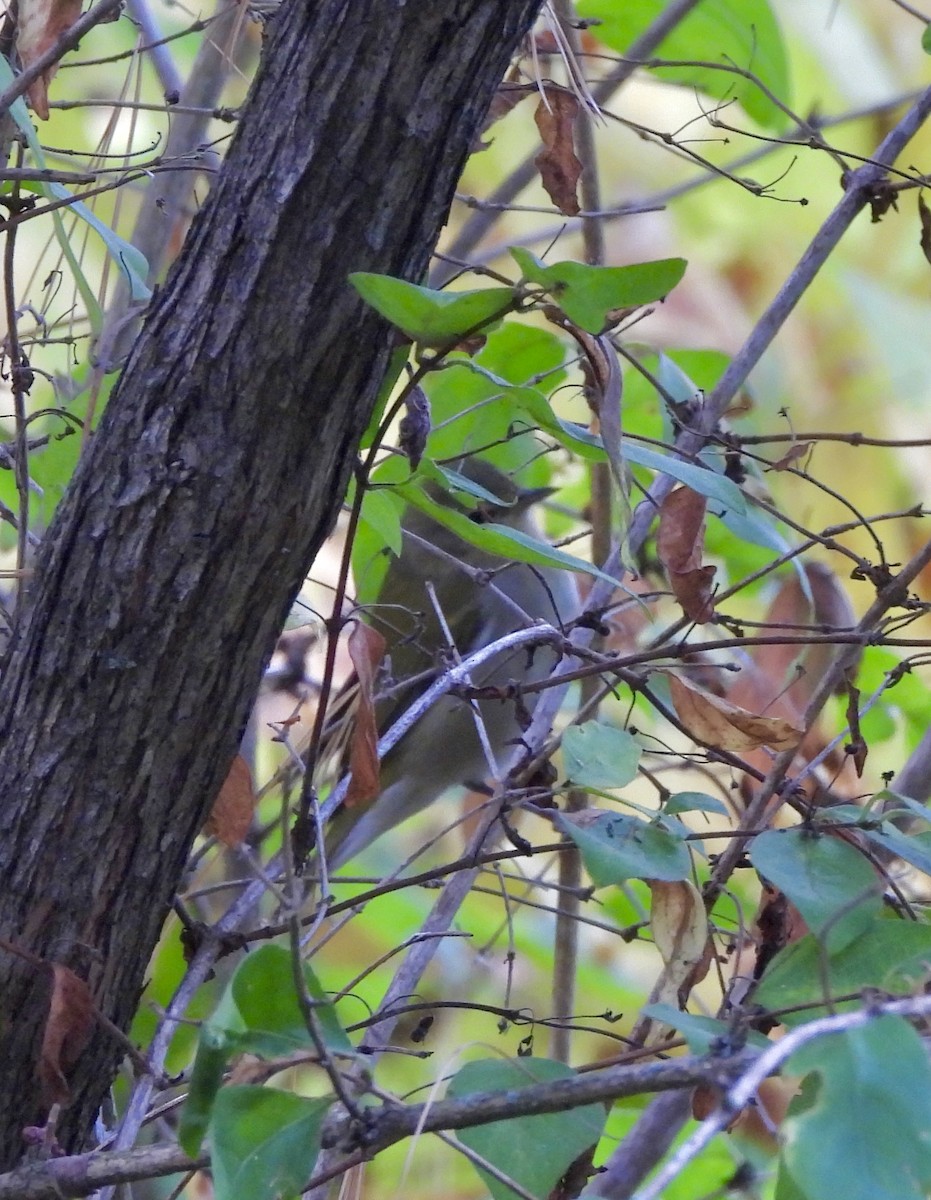 Tennessee Warbler - ML643036050