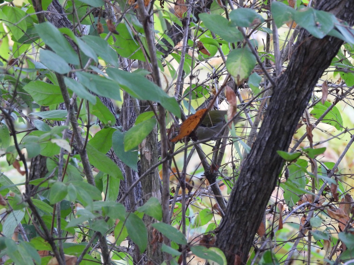 Tennessee Warbler - ML643036053