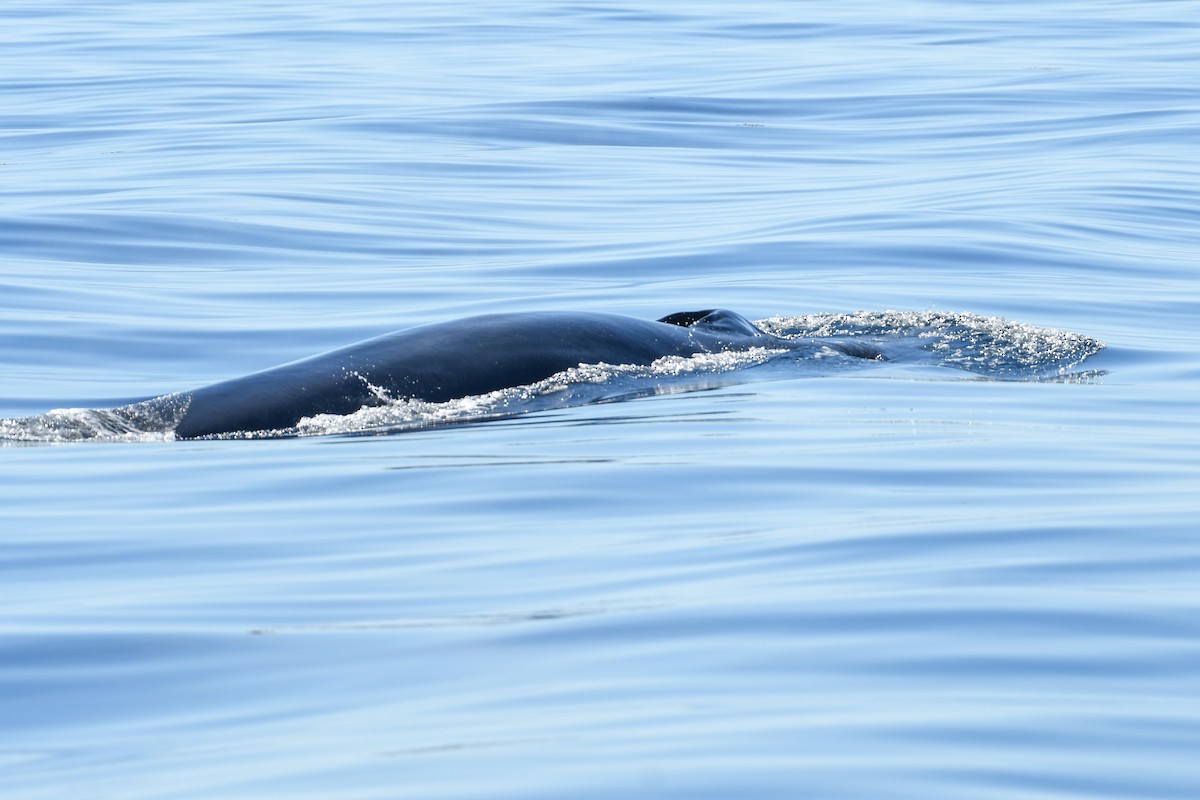 Fin Whale - ML643036105