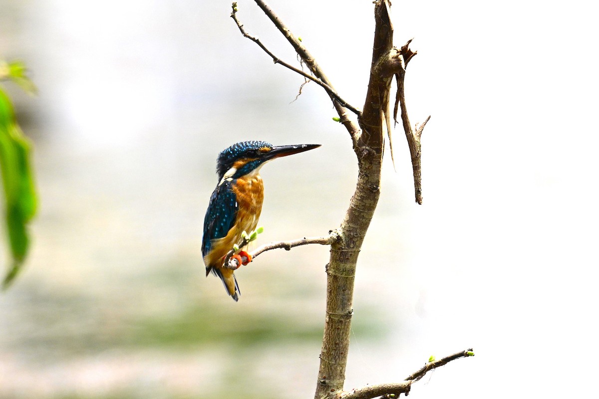 Номин шогшир - ML643036110