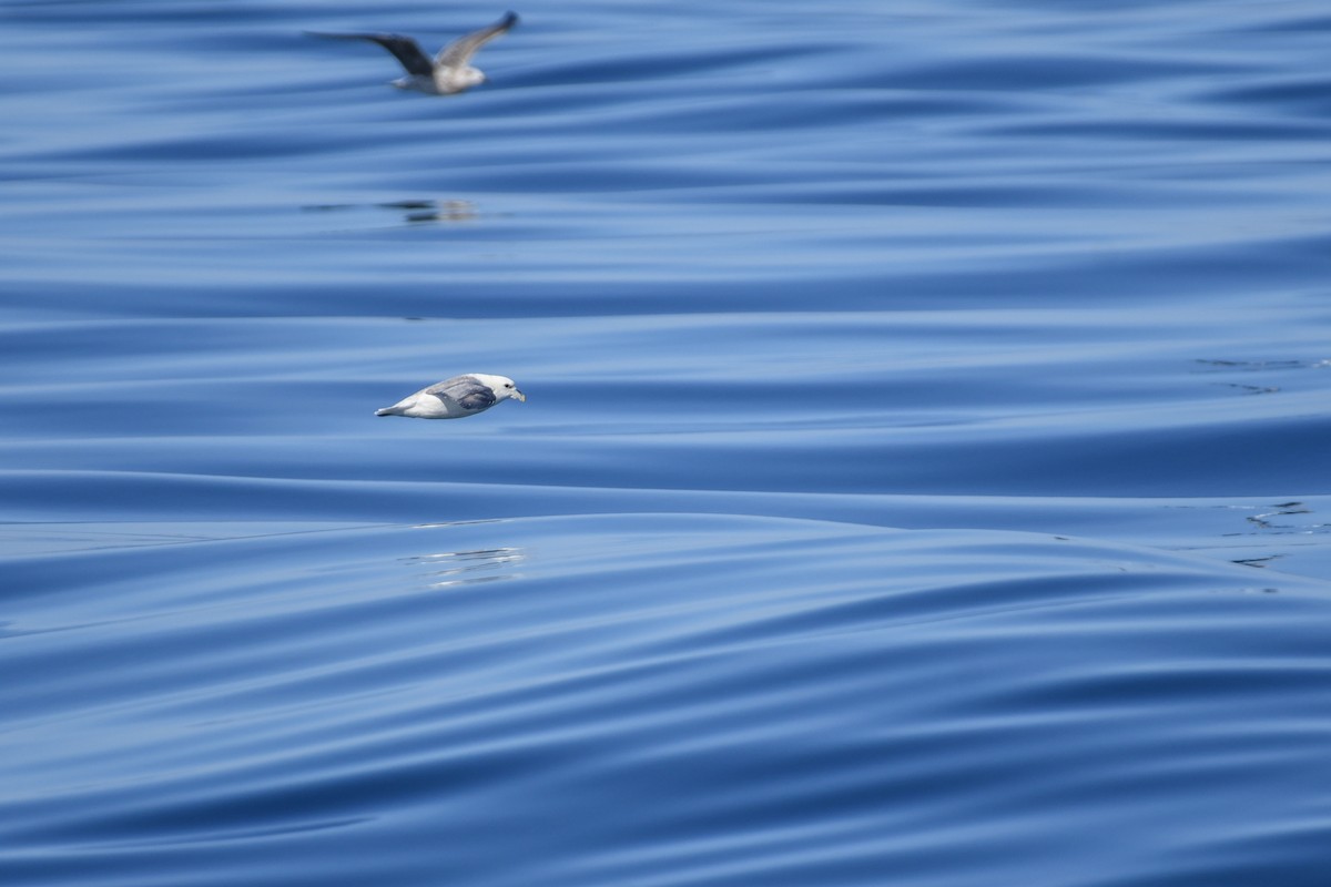 Northern Fulmar - ML643036113