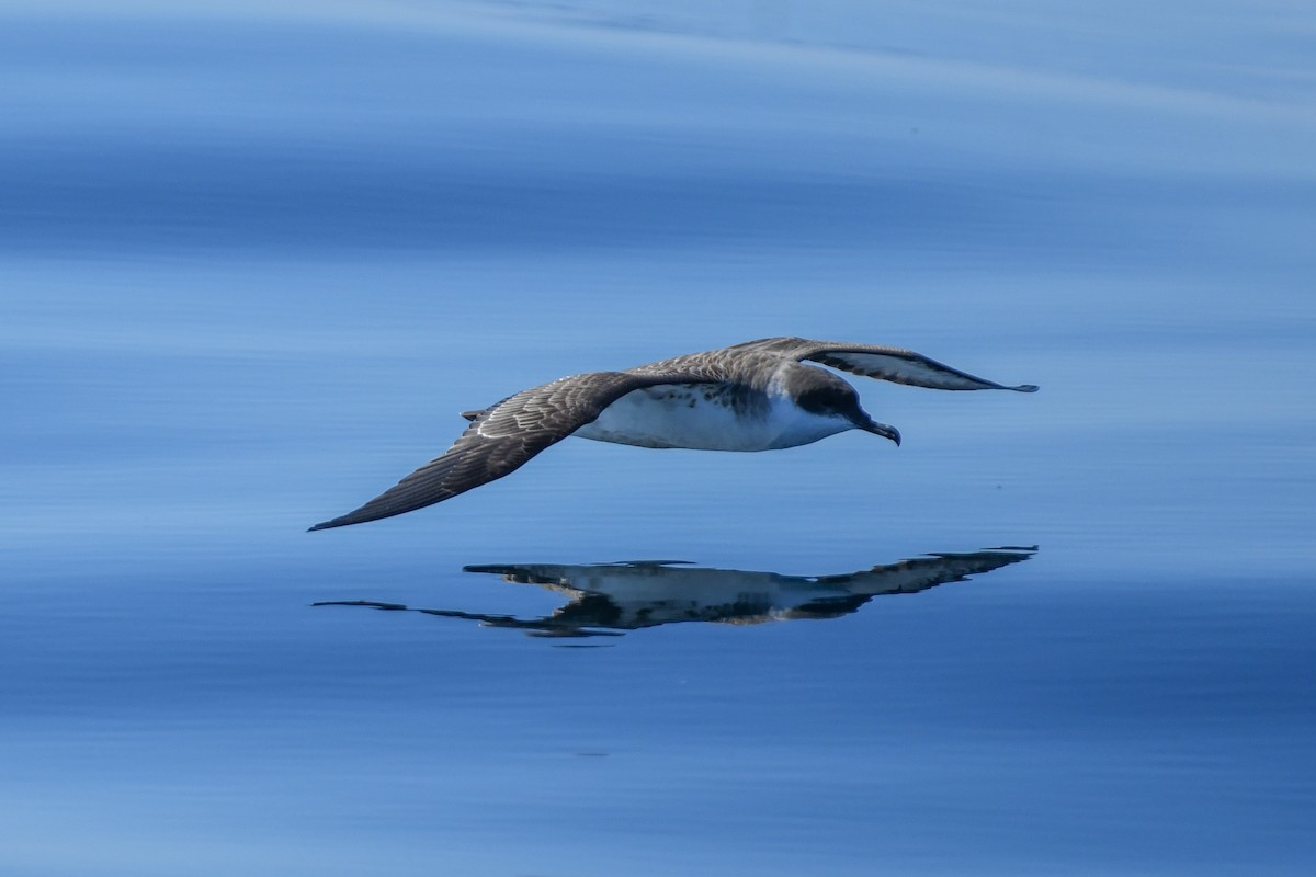 Great Shearwater - ML643036115