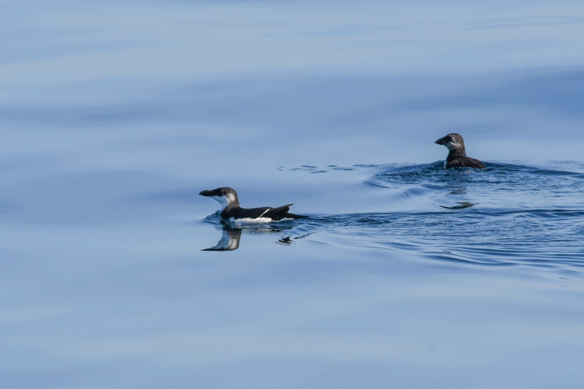 Razorbill - ML643036120