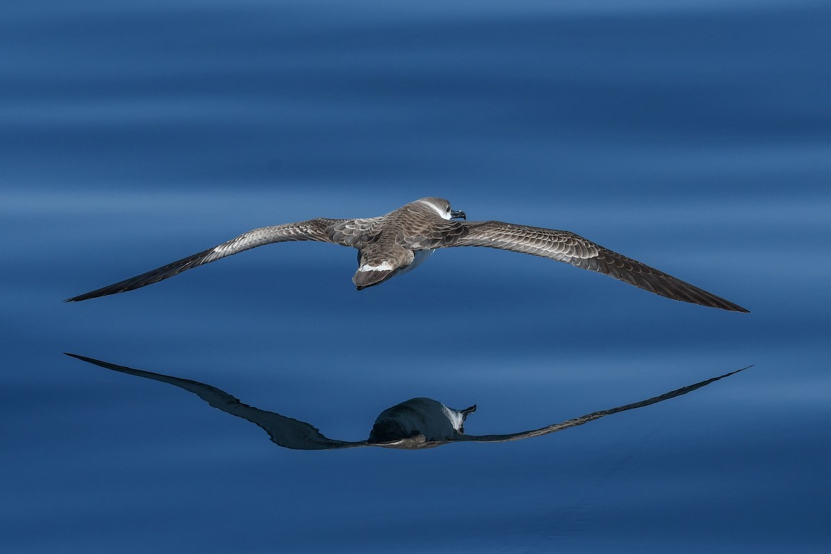 Great Shearwater - ML643036124