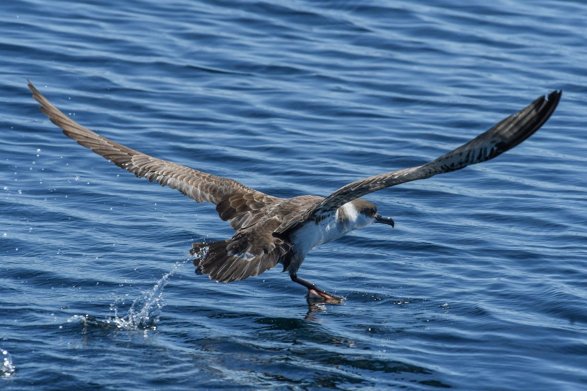 Great Shearwater - ML643036125