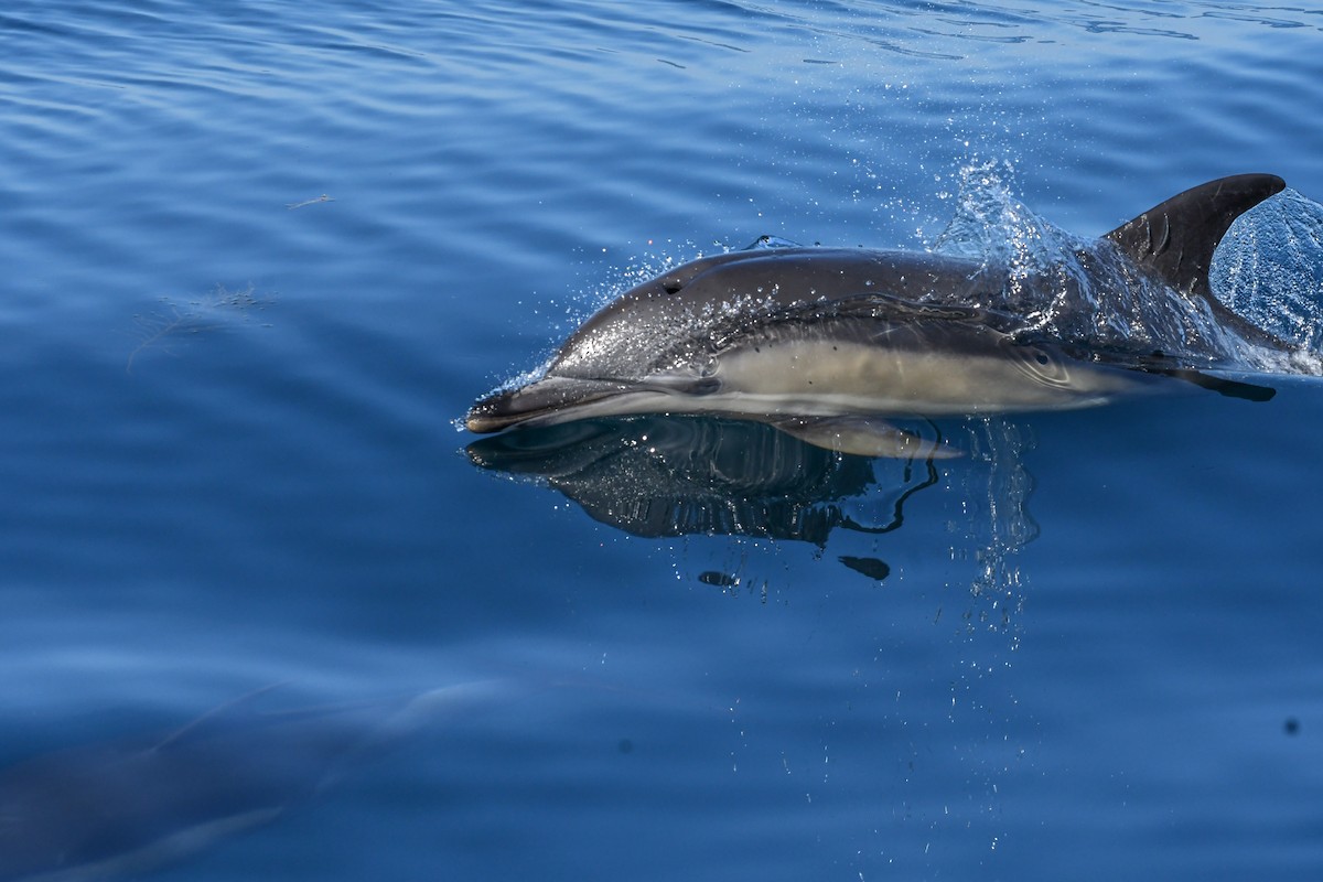 Common Dolphin - ML643036126