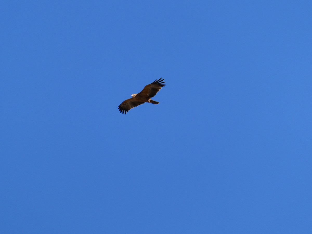 Tawny Eagle - ML643036161