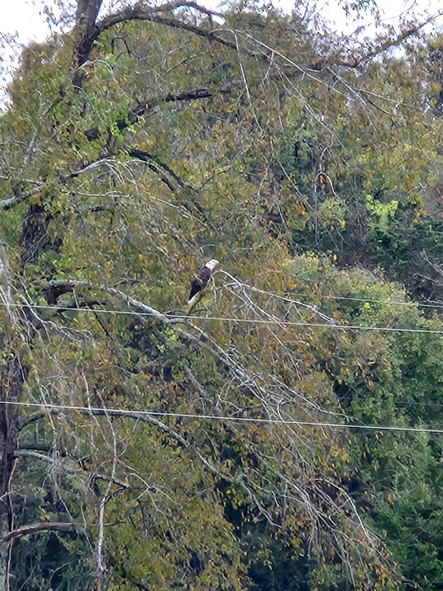 Bald Eagle - ML643036197