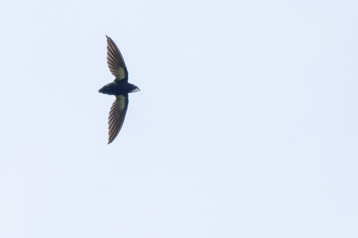Philippine Spinetail - ML643036212