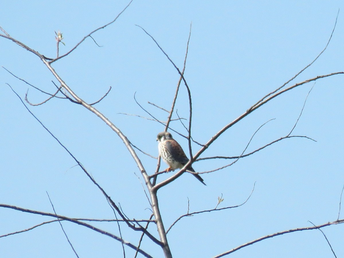 American Kestrel - ML643036220