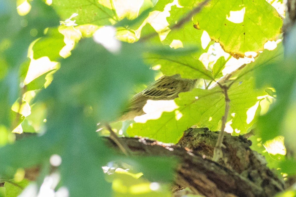 Clay-colored Sparrow - ML643036232