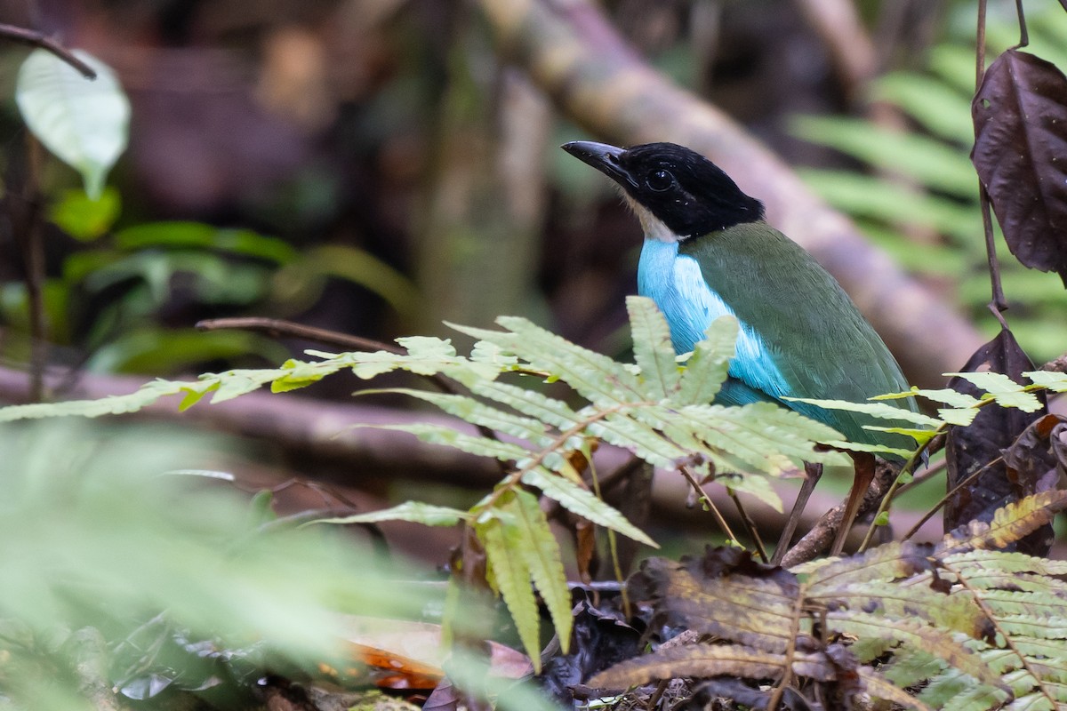Azure-breasted Pitta - ML643036247
