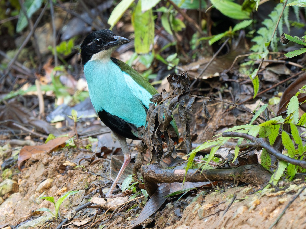 Azure-breasted Pitta - ML643036248