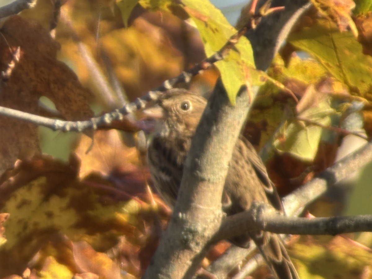 Vesper Sparrow - ML643036254