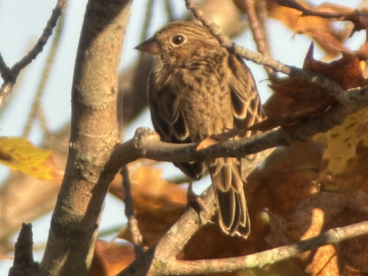 Vesper Sparrow - ML643036255