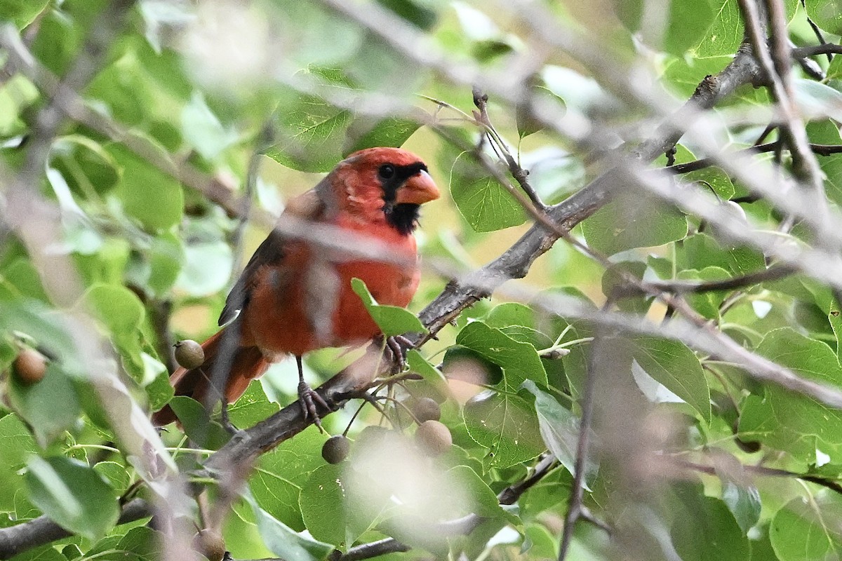 ショウジョウコウカンチョウ - ML643036285