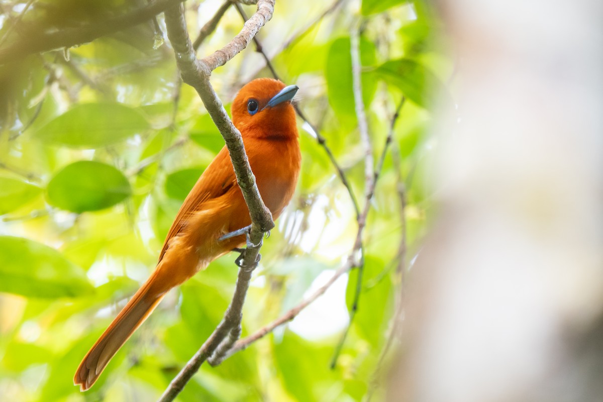 Rufous Paradise-Flycatcher (Southern) - ML643036286