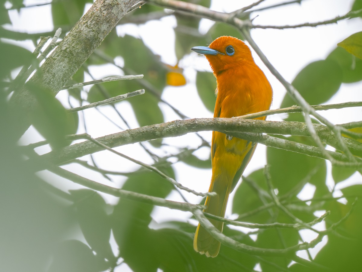 Rufous Paradise-Flycatcher (Southern) - ML643036287