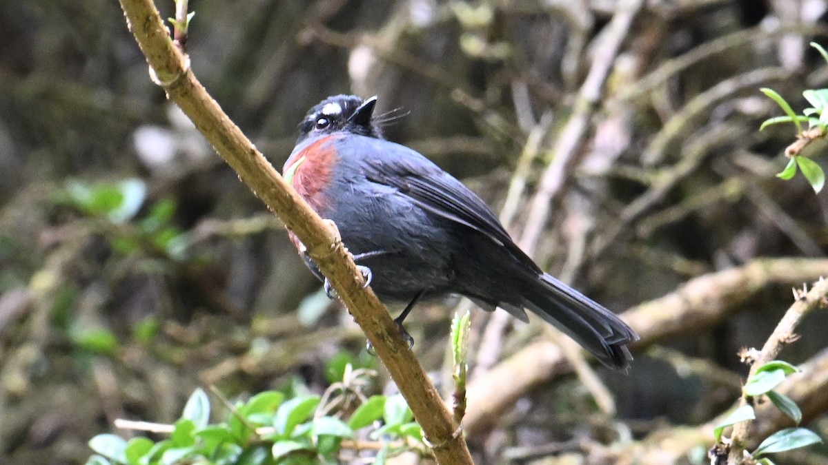 Maroon-belted Chat-Tyrant - ML643036328