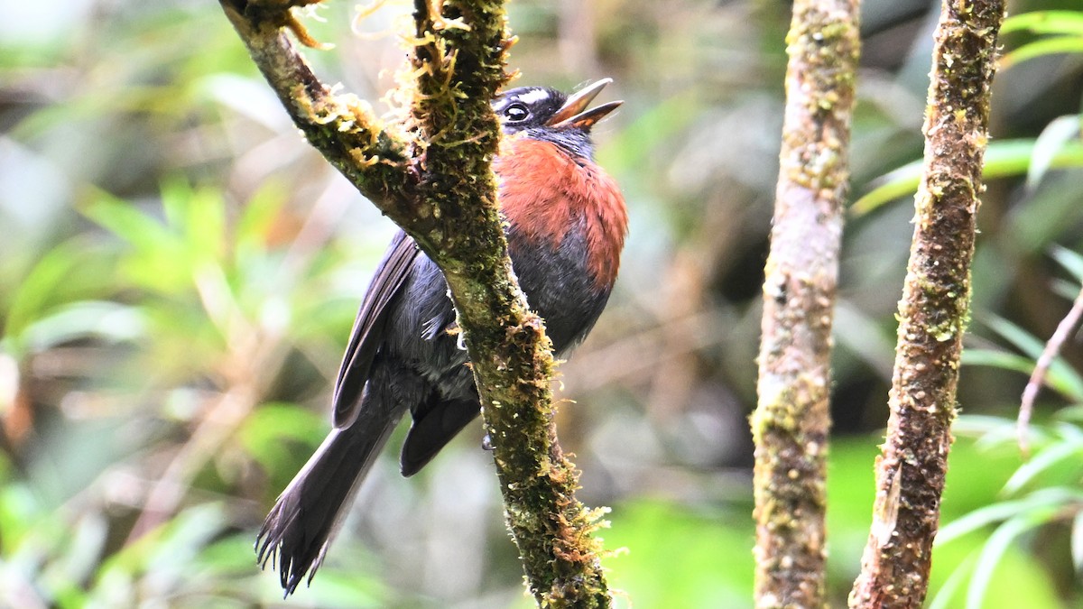 Maroon-belted Chat-Tyrant - ML643036330