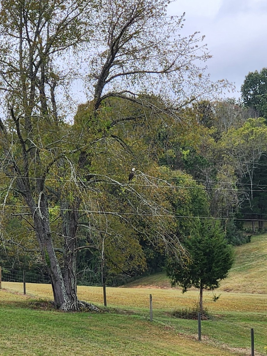 Bald Eagle - ML643036332
