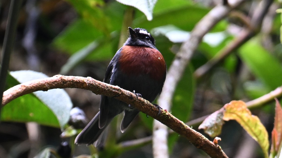 Maroon-belted Chat-Tyrant - ML643036335