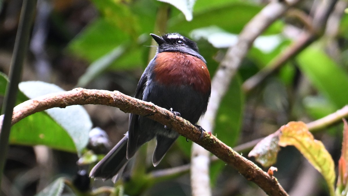 Maroon-belted Chat-Tyrant - ML643036338