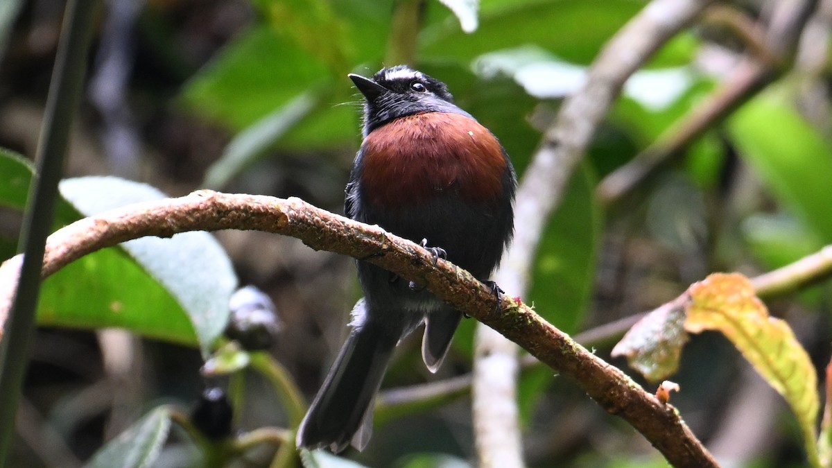Maroon-belted Chat-Tyrant - ML643036341