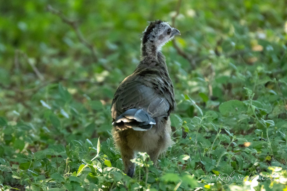 Plain Chachalaca - ML643036351