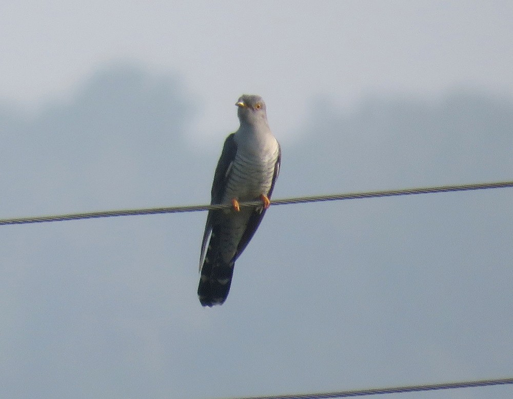 Common Cuckoo - ML643036429